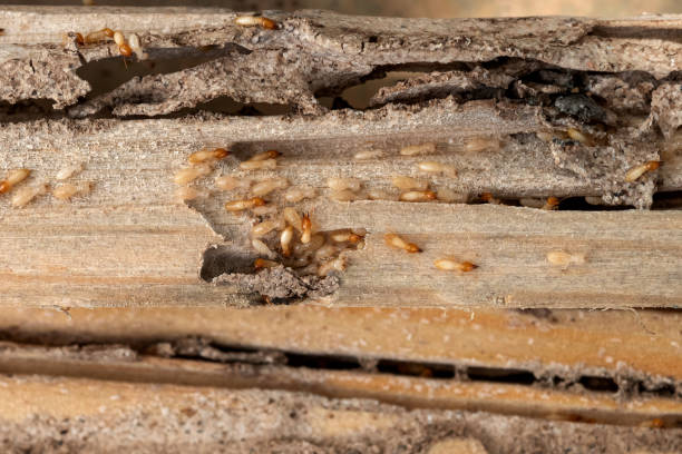 Reliable Lawrenceburg, IN Pest Control Solutions